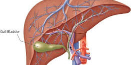 Finding the Right GI Doctor for Your Digestive Health Needs Finding the Right GI Doctor for Your Digestive Health Needs