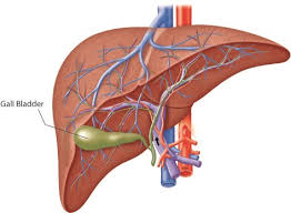 Finding the Right GI Doctor for Your Digestive Health Needs