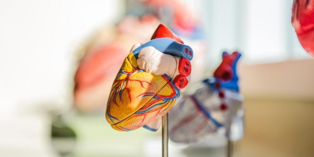 The Role of Lifestyle Changes in Cardiovascular Health The Role of Lifestyle Changes in Cardiovascular Health
