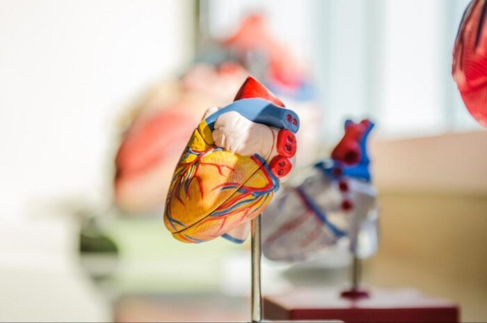 The Role of Lifestyle Changes in Cardiovascular Health