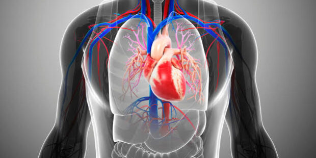 Different Ways Cardiologists Promote Heart Health Different Ways Cardiologists Promote Heart Health