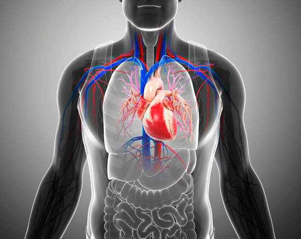Different Ways Cardiologists Promote Heart Health