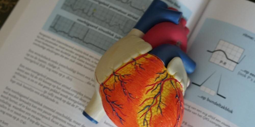 The Different Types of Cardiologists and Their Specialties The Different Types of Cardiologists and Their Specialties