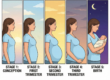 The Stages of Pregnancy Explained